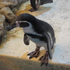 ペンギン①