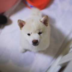 柴犬 おもちちゃん