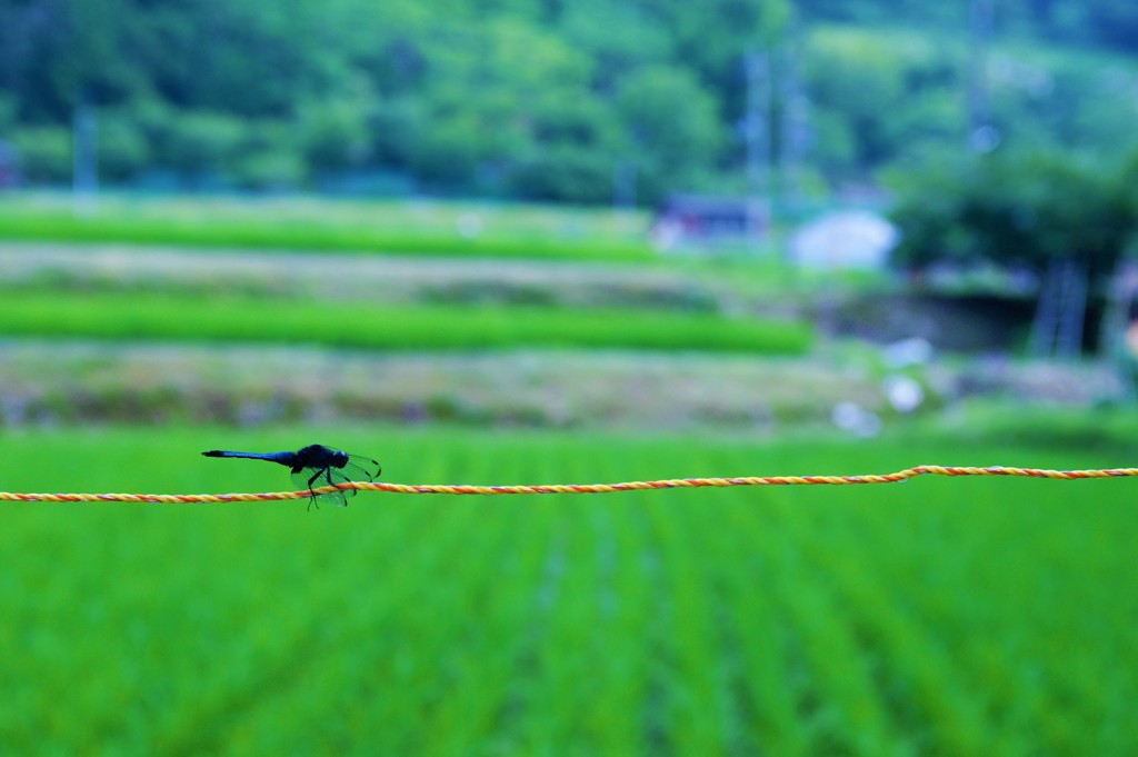 夏の始まり蜻蛉の行く先