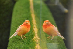 鳥カフェ＠巣鴨