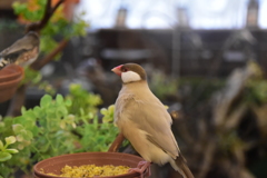 鳥カフェ＠巣鴨