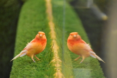 鳥カフェ＠巣鴨
