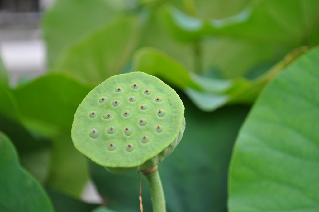 花ビラが散っても存在感