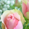 やさしい色の薔薇