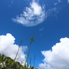 青