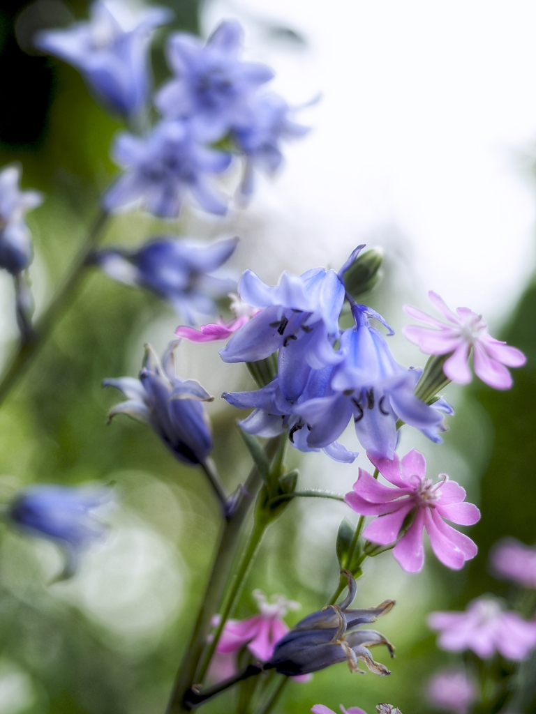 何の花だろ。