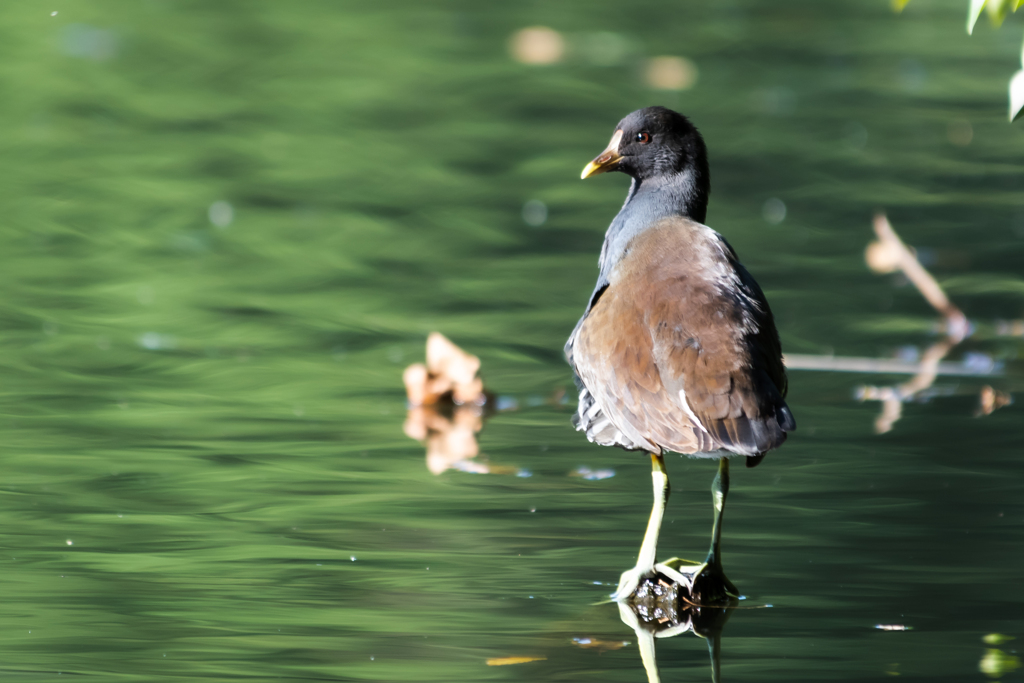身近な水辺の鳥