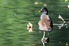 身近な水辺の鳥