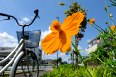 花と青空と俺の自転車