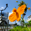 花と青空と俺の自転車