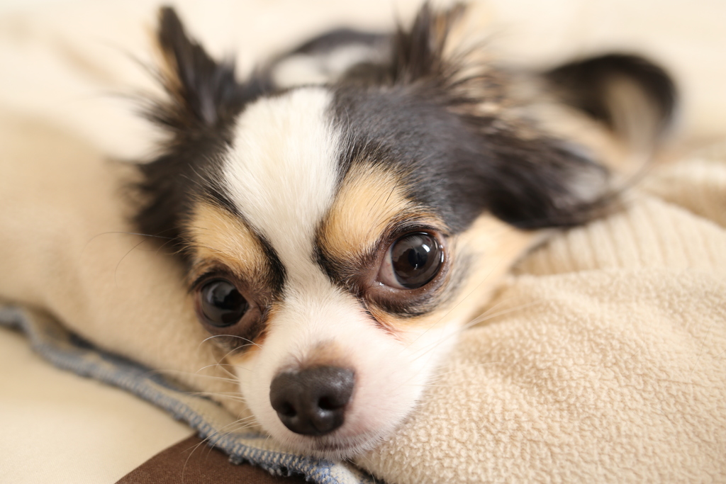 おとうと犬（チワワ）