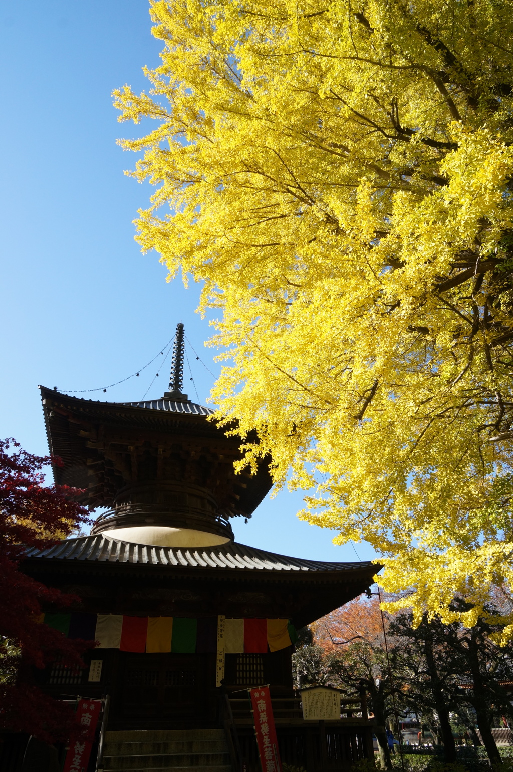 大銀杏