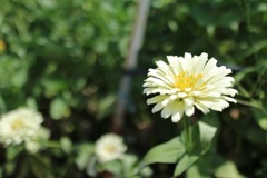 100日草