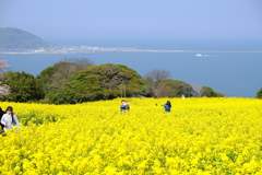 菜の花畑