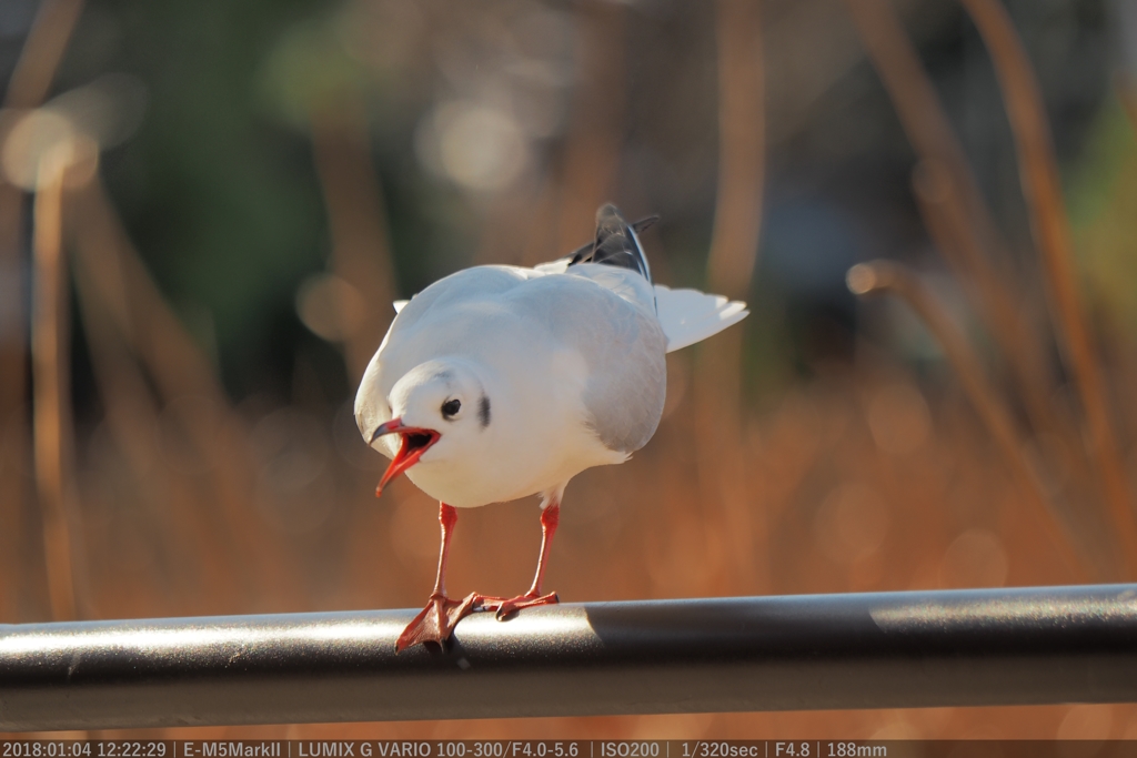 上野公園の鳥