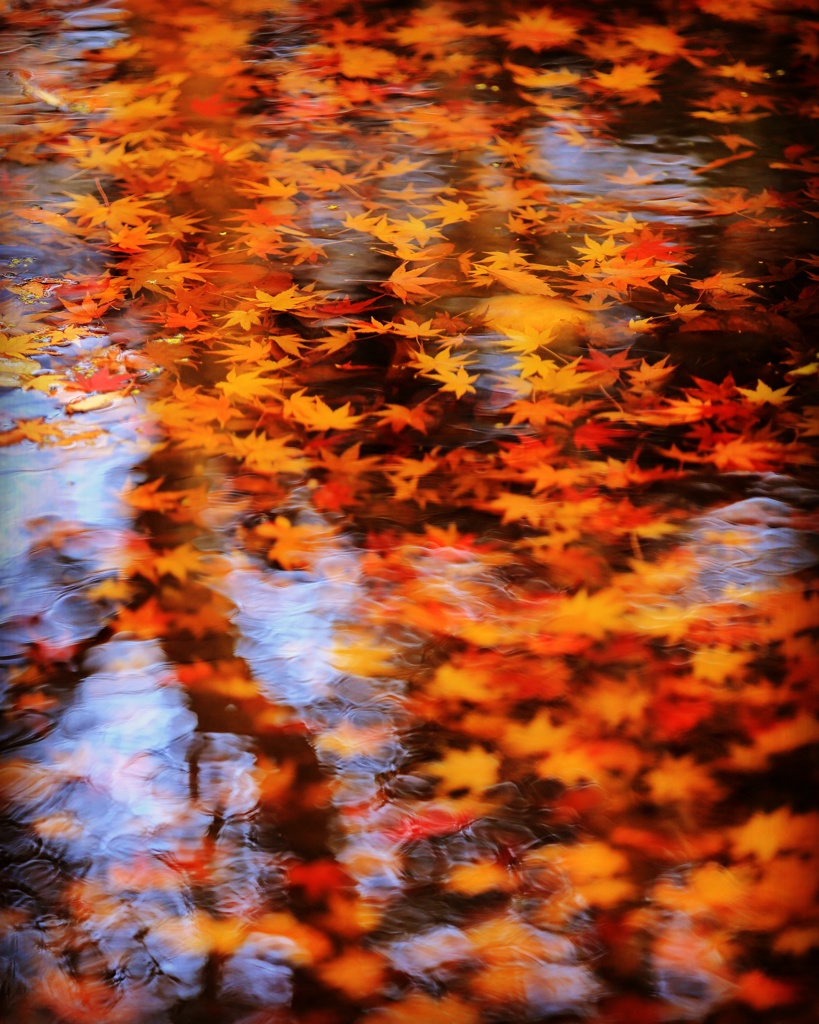 水面の紅葉