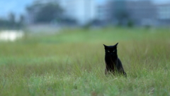 原っぱの黒猫