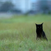原っぱの黒猫