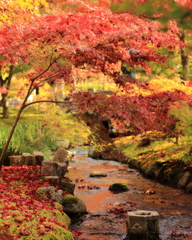 小川の秋