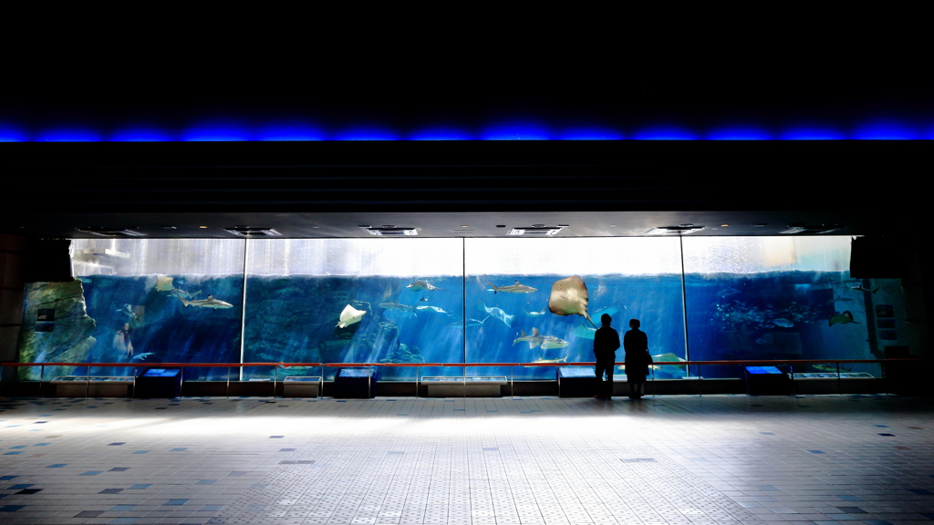 平日昼下がりの水族館