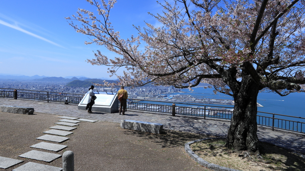 桜と空