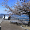 桜と空