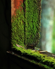 苔むす窓枠