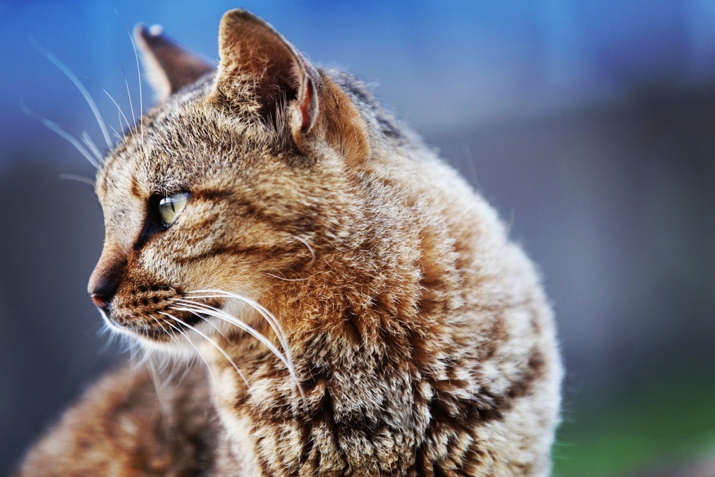 猫の横顔