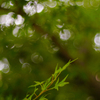 雨上がり