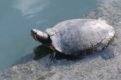 日向ぼっこ