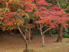 モミジ