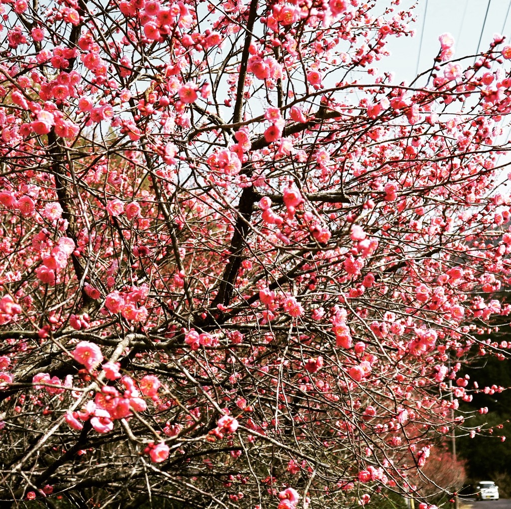 梅の花