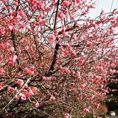 梅の花
