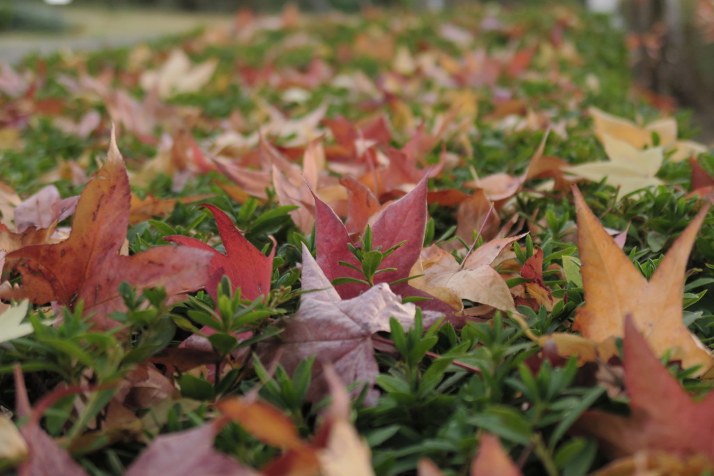 2FCA1E55-E961-4D84-BDFD-2783EFEA6FE8カエデ