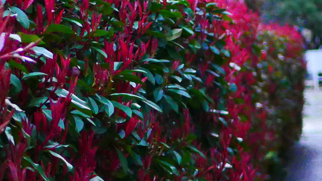 植物