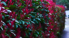 植物