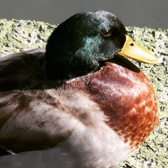 カモ