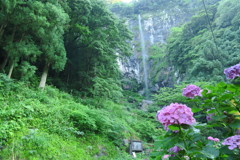 105915824_Unknown滝とアジサイ