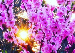 朝日