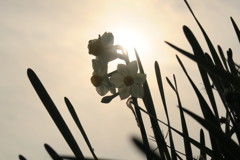 薄日と水仙