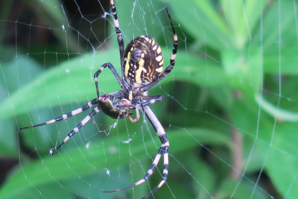 109082176_Unknown 獲物かかった。