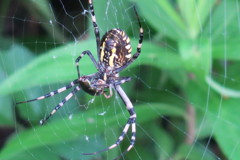 109082176_Unknown 獲物かかった。