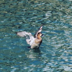 マガモ