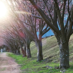 三分咲き
