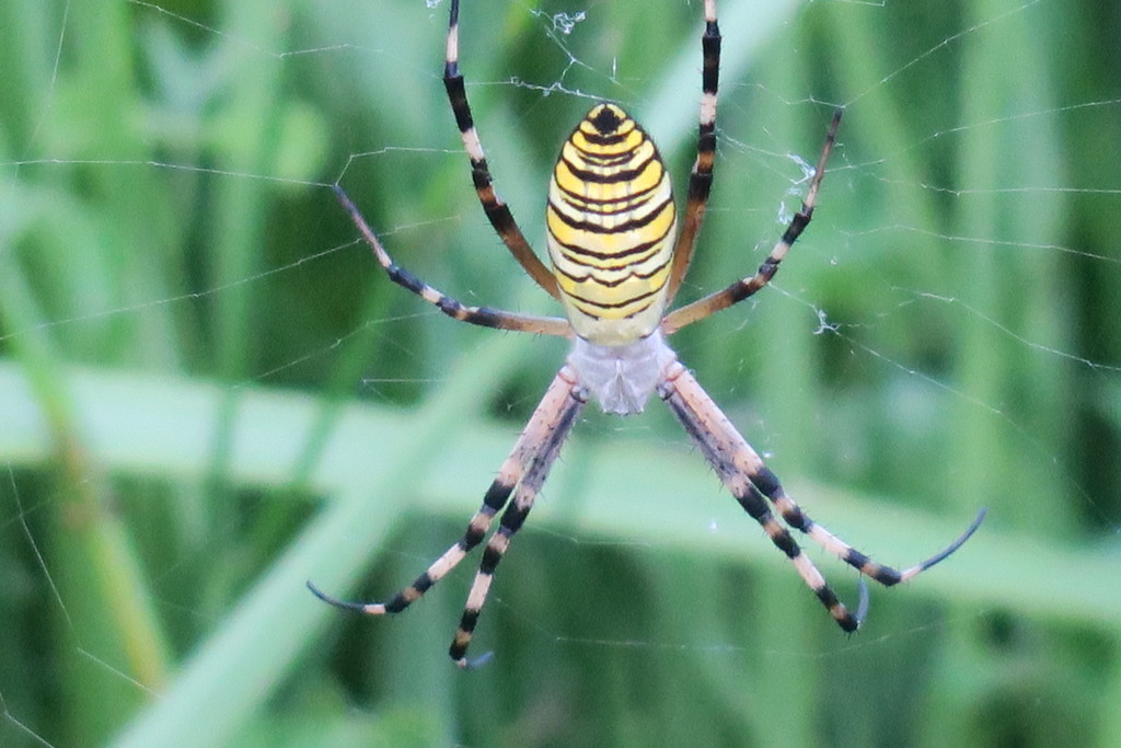 109081952_Unknown クモ