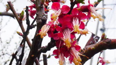花弁落ちる