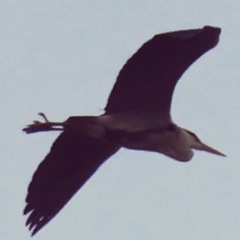 サギ