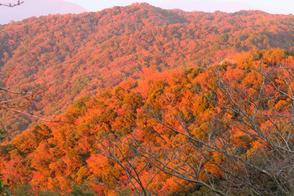 山一面 紅葉