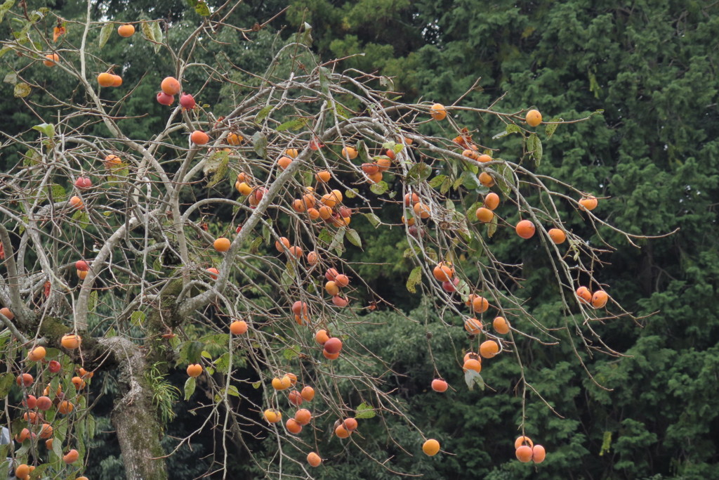 晩秋46D18B4A-0CA9-4A35-9858-435DF29CD71F