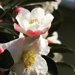 ツバキの花